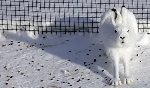 Tundra hare sits in an open-air enclosure at the Royev Ruchey zoo on the suburbs of Tundra hare sits in an open-air enclosure at the Royev Ruchey zoo on the suburbs of