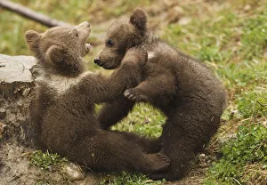 Twin four-month-old brown bear cubs play in a public bear park in Bern Twin four-month-old brown bear cubs play in a public bear park in Bern