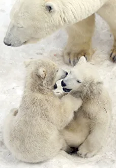 Twin six-month-old polar bear cubs play next to their mother Uslada at the city zoo in St Twin six-month-old polar bear cubs play next to their mother Uslada at the city zoo in St