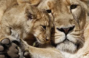 A two-month-old lion cub plays with his mother Joy in their enclosure at Zurichs zoo A two-month-old lion cub plays with his mother Joy in their enclosure at Zurichs zoo