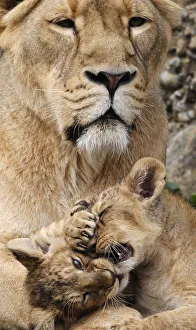 Two two-month-old lion cubs play with their mother Joy in their enclosure at Zurichs zoo Two two-month-old lion cubs play with their mother Joy in their enclosure at Zurichs zoo