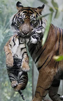 Two-month-old Sumatran tiger cub is held by his mother Malea at the zoo in Frankfurt Two-month-old Sumatran tiger cub is held by his mother Malea at the zoo in Frankfurt
