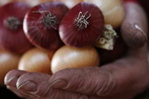 A vendor holds a string of onions at his stall at the annual Zibelemaerit onion A vendor holds a string of onions at his stall at the annual Zibelemaerit onion