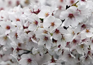 A view of cherry blossoms in full bloom in Tokyo A view of cherry blossoms in full bloom in Tokyo