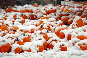 A view of a pumpkin patch covered in snow is seen in Portsmouth, New Hampshire A view of a pumpkin patch covered in snow is seen in Portsmouth, New Hampshire