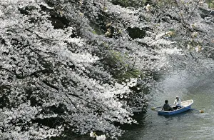 Visitors ride a boat as they watch blooming cherry trees at Kitanomaru national garden Visitors ride a boat as they watch blooming cherry trees at Kitanomaru national garden