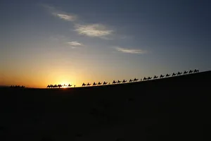 Visitors ride camels as sun rises in Dunhuang Visitors ride camels as sun rises in Dunhuang