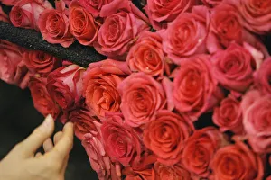 Volunteer Sharon Walker applies roses to the City of Pasadenas float in preparation Volunteer Sharon Walker applies roses to the City of Pasadenas float in preparation