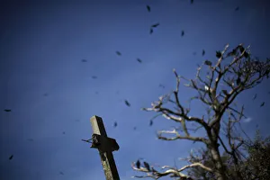 Vultures fly over a broken cross in the Municipal Cemetery in Guatemala City Vultures fly over a broken cross in the Municipal Cemetery in Guatemala City