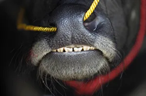 A water buffalo is seen before the start of Chonburis annual buffalo race festival A water buffalo is seen before the start of Chonburis annual buffalo race festival