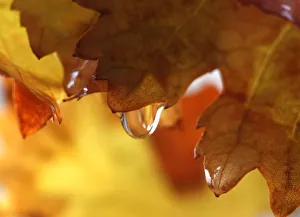 A water droplet slides down a leaf at a public park in Amman A water droplet slides down a leaf at a public park in Amman