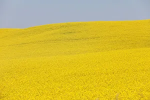Western Canadian canola fields are seen in full bloom before they will be harvested Western Canadian canola fields are seen in full bloom before they will be harvested
