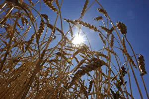 A wheat crop stands before harvest on the Canadian prairies near Taber A wheat crop stands before harvest on the Canadian prairies near Taber