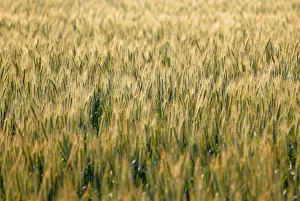 A wheat field is seen in the town of El Mansoura A wheat field is seen in the town of El Mansoura