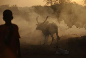 A white bull enters a cattle camp, near the town of Abyei A white bull enters a cattle camp, near the town of Abyei