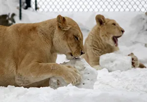 White lions play in the snow in the zoo in the Serbian capital Belgrade White lions play in the snow in the zoo in the Serbian capital Belgrade