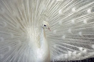 White peacock displays its feathers in a bird park in Amman White peacock displays its feathers in a bird park in Amman