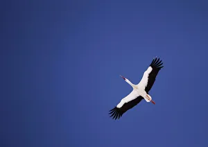 A white stork flies over the snow covered marsh Elnya A white stork flies over the snow covered marsh Elnya
