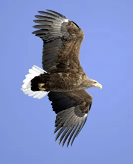 White-tailed eagle flies over Kushiro in Japans northern island of Hokkaido White-tailed eagle flies over Kushiro in Japans northern island of Hokkaido