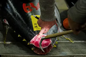 A wholesaler checks quality of a fresh tuna displayed at the Tsukiji fish market before A wholesaler checks quality of a fresh tuna displayed at the Tsukiji fish market before