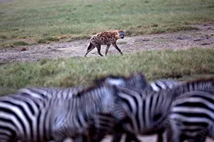 Wider Image: Earthprints: Lake Nakuru Wider Image: Earthprints: Lake Nakuru