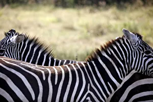 Wider Image: Earthprints: Lake Nakuru Wider Image: Earthprints: Lake Nakuru