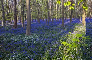 Wild Bluebells form a carpet in the Hallerbos, also known as The Blue Forest near Halle Wild Bluebells form a carpet in the Hallerbos, also known as The Blue Forest near Halle
