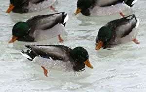 Images Dated 15th January 2018: Wild ducks swim in icy waters of the Yenisei River outside Krasnoyarsk