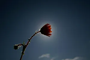 Wild flower blows in the wind heralding the start of spring in the southern hemisphere Wild flower blows in the wind heralding the start of spring in the southern hemisphere
