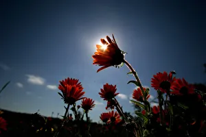 Wild flowers blow in the wind heralding the start of spring in the southern hemisphere Wild flowers blow in the wind heralding the start of spring in the southern hemisphere