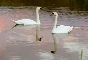 Wild swans swim in a lake at the outskirts of Minsk Wild swans swim in a lake at the outskirts of Minsk