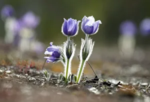 Windflowers are seen in the Berezinsky reserve Windflowers are seen in the Berezinsky reserve