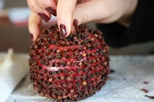 A woman decorates an apple with carnation seeds, which is a popular traditional gift A woman decorates an apple with carnation seeds, which is a popular traditional gift