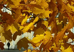 A woman walks through the autumnally coloured park of Charlottenburg castle in Berlin A woman walks through the autumnally coloured park of Charlottenburg castle in Berlin
