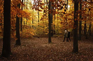 A woman walks on a leaf-covered path on a mild autumn afternoon in a forest outside A woman walks on a leaf-covered path on a mild autumn afternoon in a forest outside