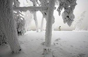 A woman walks past trees covered with heavy hoarfrost and snow on the bank of the Yenisei A woman walks past trees covered with heavy hoarfrost and snow on the bank of the Yenisei
