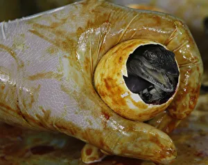 A worker shows a newly-hatched baby crocodile during a hatching inside a crocodile farm A worker shows a newly-hatched baby crocodile during a hatching inside a crocodile farm