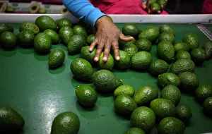 A worker sorts avocados at a farm factory in Nelspruit in Mpumalanga province A worker sorts avocados at a farm factory in Nelspruit in Mpumalanga province
