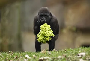 One year-old gorilla Uzuri eats a salad at the zoo of Duisburg One year-old gorilla Uzuri eats a salad at the zoo of Duisburg