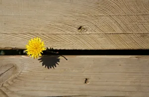 A yellow daisy is pictured in Zahara de los Atunes A yellow daisy is pictured in Zahara de los Atunes