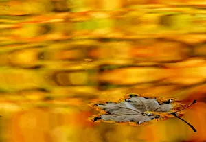 A yellow leaf drifts in a pond in one of the citys many parks in St. Petersburg A yellow leaf drifts in a pond in one of the citys many parks in St. Petersburg