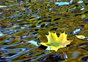 A yellow leaf drifts in a pond in a park in St. Petersburg A yellow leaf drifts in a pond in a park in St. Petersburg