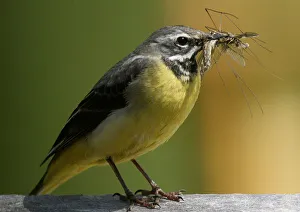 A Yellow Wagtail bird holds an insect in its beak in the village of Jezerc A Yellow Wagtail bird holds an insect in its beak in the village of Jezerc