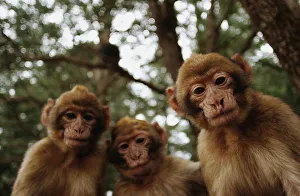 Young Barbary Macaques sit in the Cedras Forest in Middle Atlas Young Barbary Macaques sit in the Cedras Forest in Middle Atlas