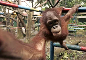 A young orangutan plays at Jakartas Ragunan zoo A young orangutan plays at Jakartas Ragunan zoo