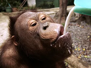 A young orangutan takes a sip of milk at Jakartas Ragunan zoo A young orangutan takes a sip of milk at Jakartas Ragunan zoo