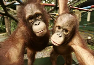 Two young orangutans play at Jakartas Ragunan zoo Two young orangutans play at Jakartas Ragunan zoo