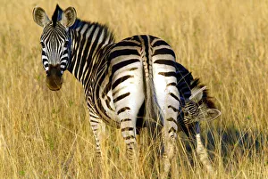 A zebra feeds its young at the Mlilwane game reserve in Swaziland A zebra feeds its young at the Mlilwane game reserve in Swaziland