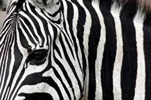 Zebra is seen in Masai Mara game reserve Zebra is seen in Masai Mara game reserve