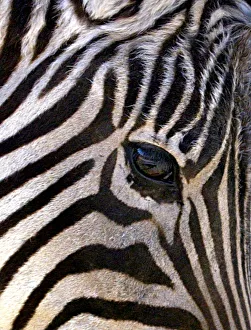 A zebra turns his head during a warm spring day in Amman public park A zebra turns his head during a warm spring day in Amman public park